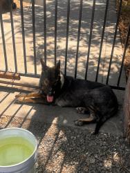 Found/Stray Male Dog last seen SOAPY Car Wash, 8th Ave, Rio Linda, CA 95673, Rio Linda, CA 95673