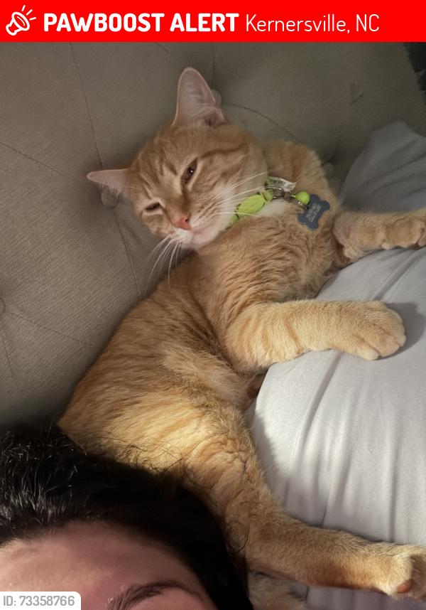Lost Male Cat last seen Kernersville, Kernersville, NC 27284