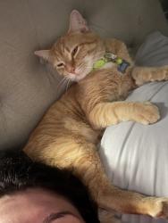 Lost Male Cat last seen Kernersville, Kernersville, NC 27284