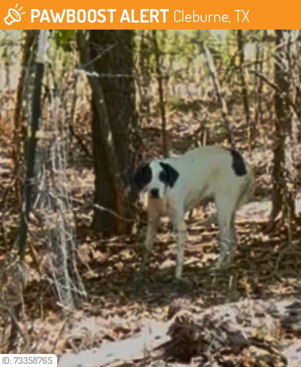 Found/Stray Unknown Dog last seen Moore Riad, Cleburne, TX 76031
