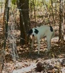 Found/Stray Unknown Dog last seen Moore Riad, Cleburne, TX 76031
