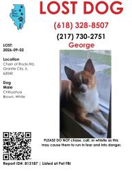 Lost Male Dog last seen Rt 3, Granite City, IL 62040