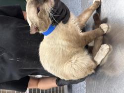 Shelter Stray Male Cat last seen Near BLOCK MONROE ST, INDIO CA 92201, 72050 Pet Land Pl, Thousand Palms, CA 92276, USA
