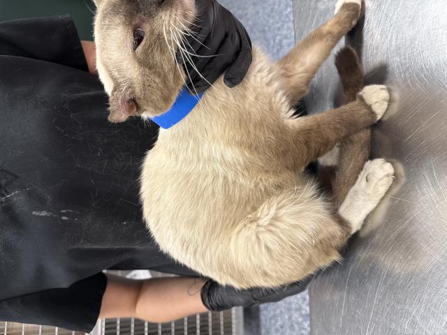 Shelter Stray Male Cat last seen Near BLOCK MONROE ST, INDIO CA 92201, 72050 Pet Land Pl, Thousand Palms, CA 92276, USA