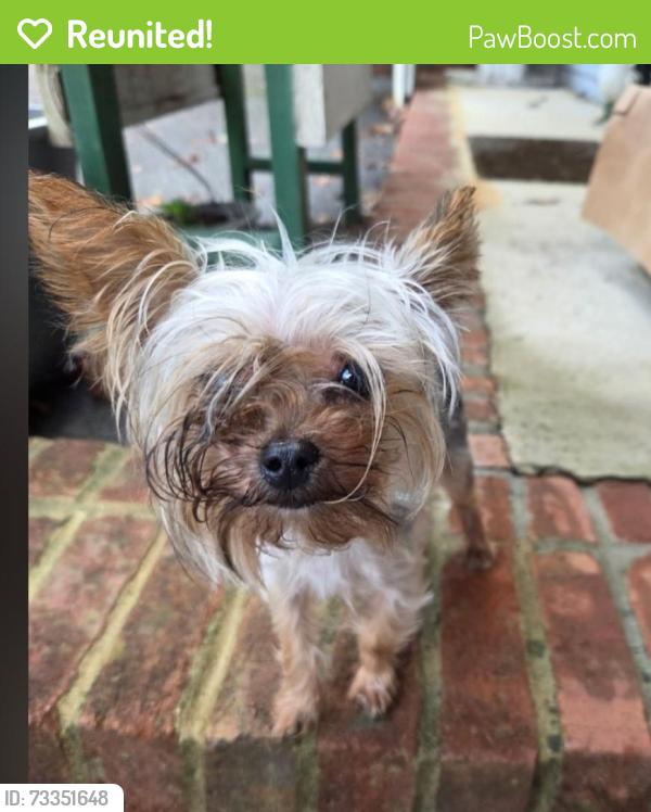 Reunited Female Dog last seen Duty drive/neal dr, Bluff City, TN 37618