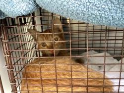 Shelter Stray Male Cat last seen Near BLOCK N CHELTON RD, COLORADO SPRINGS CO 80909, 610 Abbot Ln, Colorado Springs, CO 80905, USA