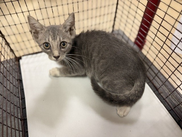 Shelter Stray Female Cat last seen Near BLOCK NE 159 CT, 3599 NW 79th Ave, Doral, FL 33122, USA
