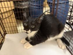 Shelter Stray Male Cat last seen Near BLOCK NE 159 CT, 3599 NW 79th Ave, Doral, FL 33122, USA