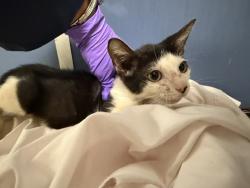 Shelter Stray Male Cat last seen Near BLOCK NW 179 TER, 3599 NW 79th Ave, Doral, FL 33122, USA