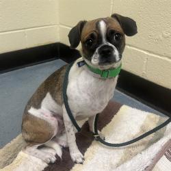 Shelter Stray Female Dog last seen Near BLOCK S LOWELL BLVD, DENVER CO 80219, 1241 W Bayaud Ave, Denver, CO 80223, USA