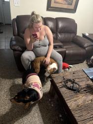 Reunited Female Dog last seen 21st and 2nd st e Bradenton, Bradenton, FL 34208