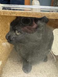 Shelter Stray Male Cat last seen Near BLOCK S 6740, 4522 W 3500 S, West Valley City, UT 84120, USA