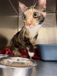 Shelter Stray Unknown Cat last seen Near BLOCK W 3200, 4522 W 3500 S, West Valley City, UT 84120, USA