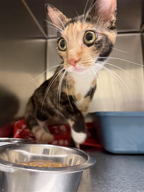 Shelter Stray Unknown Cat last seen Near BLOCK W 3200, 4522 W 3500 S, West Valley City, UT 84120, USA