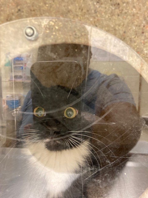 Shelter Stray Unknown Cat last seen Near BLOCK MOCKINGBIRD WAY, 4522 W 3500 S, West Valley City, UT 84120, USA