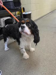Shelter Stray Male Dog last seen Near BLOCK W DON SALVADOR AVE, 4522 W 3500 S, West Valley City, UT 84120, USA