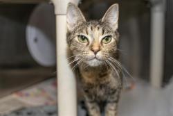 Shelter Stray Female Cat last seen CHARLOTTE, 8315 Byrum Dr, Charlotte, NC 28217, USA