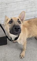 Shelter Stray Male Dog last seen G ST AND 11TH ST, 333 Chandler Pl, San Bernardino, CA 92408, USA