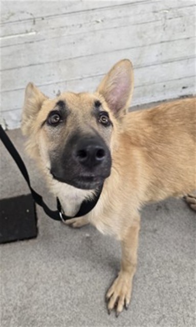Shelter Stray Male Dog last seen G ST AND 11TH ST, 333 Chandler Pl, San Bernardino, CA 92408, USA