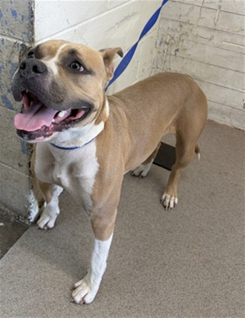 Shelter Stray Female Dog last seen , 333 Chandler Pl, San Bernardino, CA 92408, USA