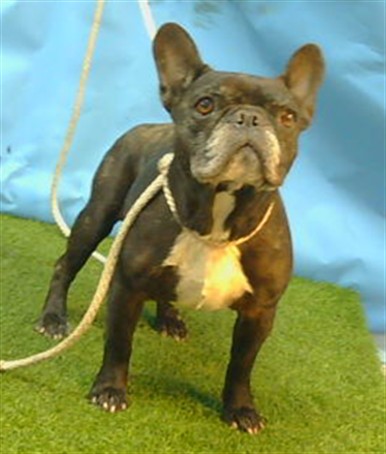 Shelter Stray Male Dog last seen , 216 W Victoria St, Gardena, CA 90248, USA