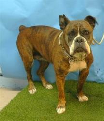 Shelter Stray Female Dog last seen , 216 W Victoria St, Gardena, CA 90248, USA