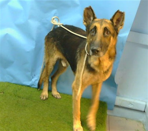 Shelter Stray Male Dog last seen , 216 W Victoria St, Gardena, CA 90248, USA