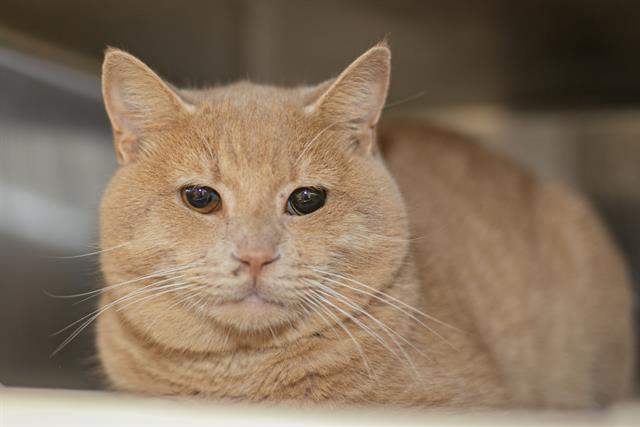 Shelter Stray Male Cat last seen CHARLOTTE, 8315 Byrum Dr, Charlotte, NC 28217, USA