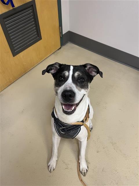 Shelter Stray Male Dog last seen CASEY CT, 31078 LA-36, Lacombe, LA 70445, USA