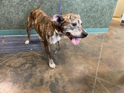 Shelter Stray Female Dog last seen CASEY CT, 31078 LA-36, Lacombe, LA 70445, USA
