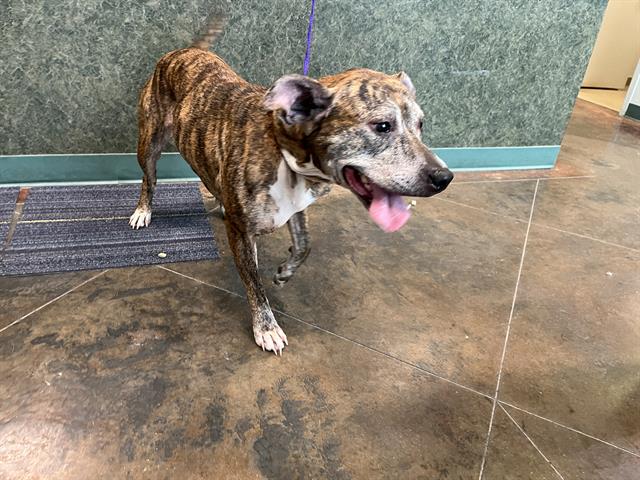 Shelter Stray Female Dog last seen CASEY CT, 31078 LA-36, Lacombe, LA 70445, USA