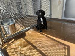 Shelter Stray Female Dog last seen Near BLOCK E NANCE ST, 227 N D St, Perris, CA 92570, USA