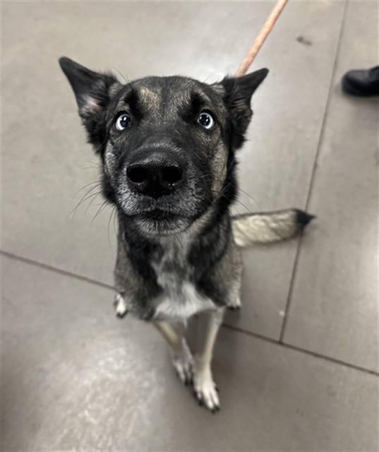Shelter Stray Female Dog last seen N 85TH AVE AND W GRAND AVE, 2500 S 27th Ave, Phoenix, AZ 85009, USA