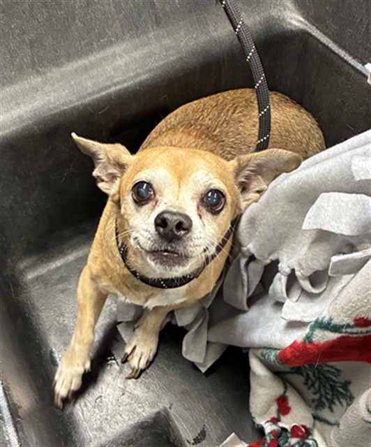 Shelter Stray Male Dog last seen N 91ST AVE AND NORTHERN AVE, 2500 S 27th Ave, Phoenix, AZ 85009, USA