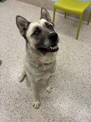 Shelter Stray Female Dog last seen E 16TH AVE, 12155 Park Blvd, Brighton, CO 80601, USA