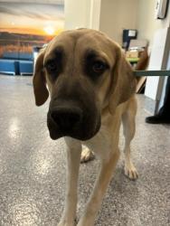 Shelter Stray Female Dog last seen Near BLOCK BRONCO RD, 12155 Park Blvd, Brighton, CO 80601, USA