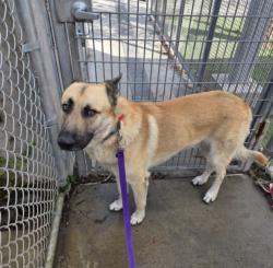 Shelter Stray Male Dog last seen , 1850 W 60th St, Los Angeles, CA 90047, USA