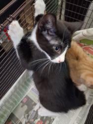 Shelter Stray Female Cat last seen , 1850 W 60th St, Los Angeles, CA 90047, USA
