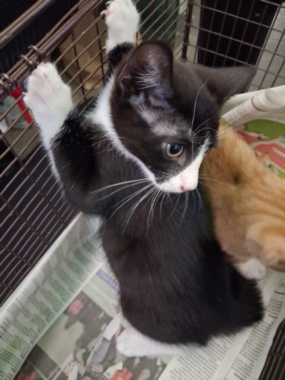 Shelter Stray Female Cat last seen , 1850 W 60th St, Los Angeles, CA 90047, USA