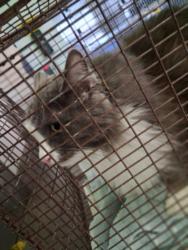 Shelter Stray Unknown Cat last seen , 1850 W 60th St, Los Angeles, CA 90047, USA
