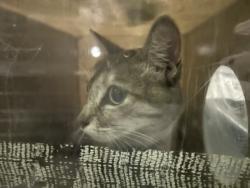Shelter Stray Female Cat last seen , 1850 W 60th St, Los Angeles, CA 90047, USA