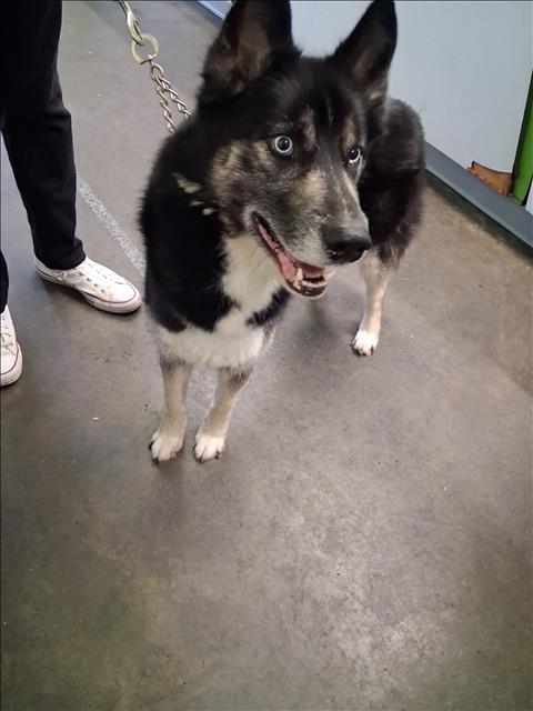 Shelter Stray Male Dog last seen , 1850 W 60th St, Los Angeles, CA 90047, USA