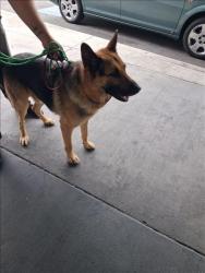 Shelter Stray Male Dog last seen , 1850 W 60th St, Los Angeles, CA 90047, USA