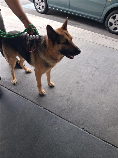 Shelter Stray Male Dog last seen , 1850 W 60th St, Los Angeles, CA 90047, USA