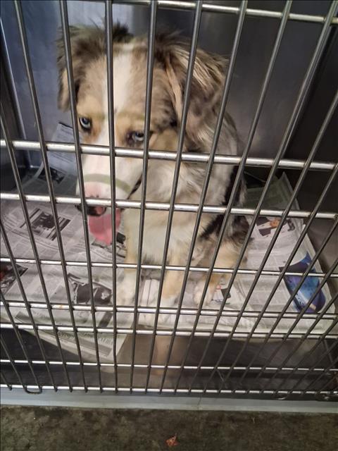 Shelter Stray Male Dog last seen , 1850 W 60th St, Los Angeles, CA 90047, USA