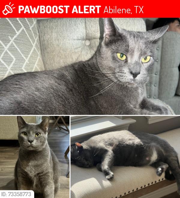 Lost Male Cat last seen Dyess off of Glennster, Abilene, TX 79606