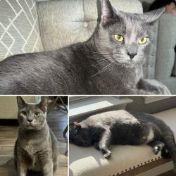 Lost Male Cat last seen Dyess off of Glennster, Abilene, TX 79606