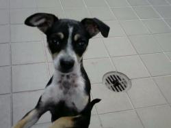 Shelter Stray Female Dog last seen , 8920 Lomas Blvd NE, Albuquerque, NM 87112, USA
