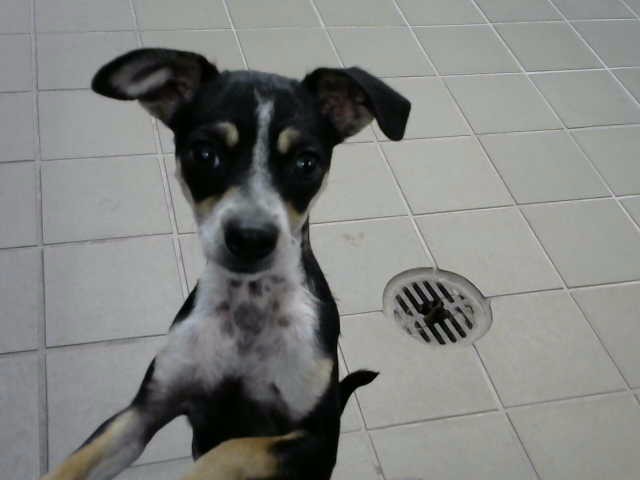 Shelter Stray Female Dog last seen , 8920 Lomas Blvd NE, Albuquerque, NM 87112, USA