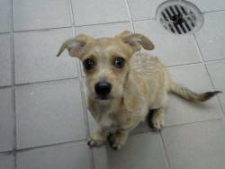 Shelter Stray Male Dog last seen , 8920 Lomas Blvd NE, Albuquerque, NM 87112, USA